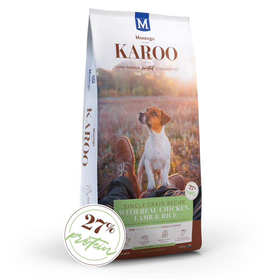 Karoo Puppy